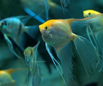 Freshwater Aquaculture