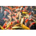 Ornamental Fish