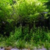 Aquatic Plants
