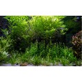 Aquatic Plants