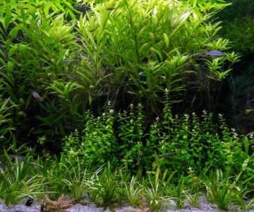 Aquatic Plants